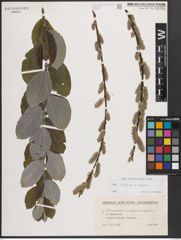 Foto von Salix caprea L. x Salix repens L.